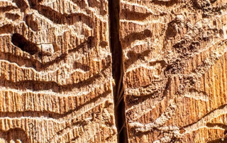 Pine Bark Beetles (Borer Beetles) in Ventura County