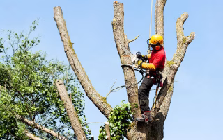 Tree Removal Fact Sheet from Camarillo Tree Service