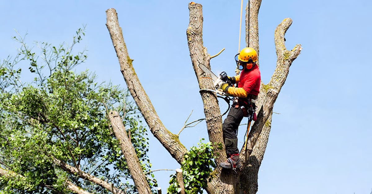 Tree Removal Fact Sheet from Camarillo Tree Service