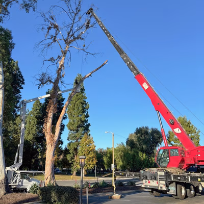 Tree Removal Camarillo