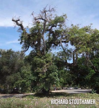 Avocado Tree (shows dying tree)