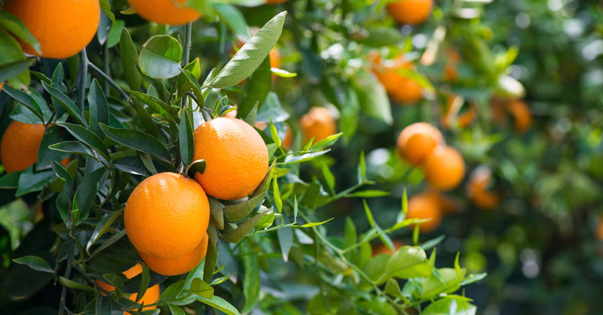 Citrus Tree Care in Ventura County