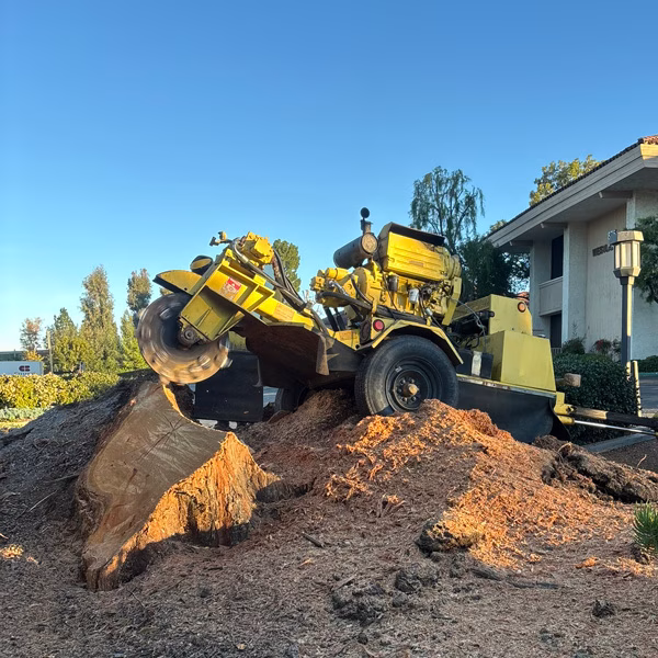 Stump grinding and removal in Ventura and west Los Angeles counties.