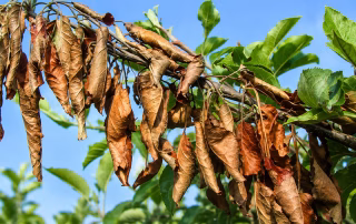 Fire Blight
